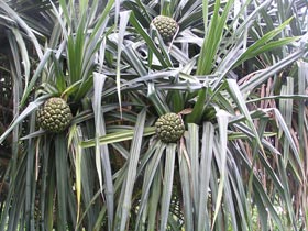 Pandanus tectorius